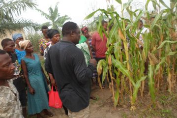 Creating value for small-scale farmers