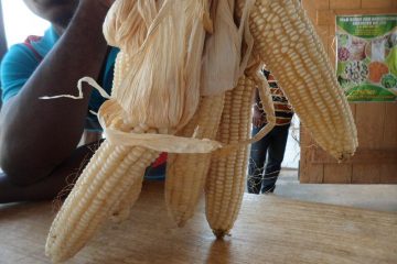 Maize Production