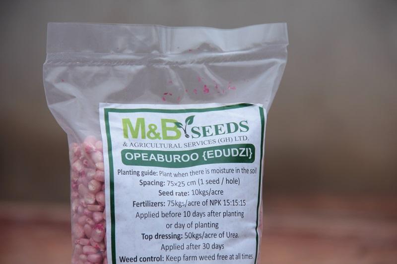M&B Maize Seeds OPEABUROO (EDUDZI) - Image 3